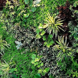 FIVE Mystery CUTTINGS