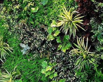 One FREE per item purchased ONE Variety Plant (Imperfect)