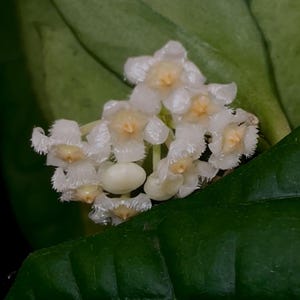 TOP CUTTING Hoya lacunosa 'Silver Mint Coin' (Can acclimate to house conditions)