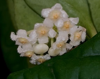 TOP CUTTING Hoya lacunosa 'Silver Mint Coin' (Can acclimate to house conditions)