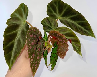 Begonia TOP CUTTING COMBO (Grey Feather, amphioxus, and malachosticta) All can acclimate to house conditions