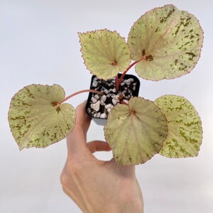 Begonia rubiteae x Begonia amphioxus Hybrid image 1