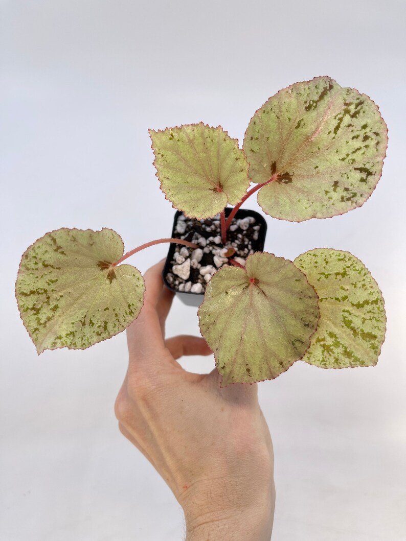 Begonia rubiteae x Begonia amphioxus Hybrid image 1