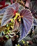 PRE-ORDER Begonia ‘Botanicaz 3’ (Non-Exact)
