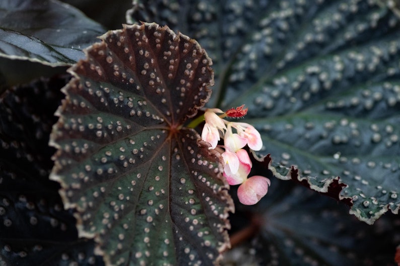 Begonia 'Magiya' NON-EXACT Bild 1