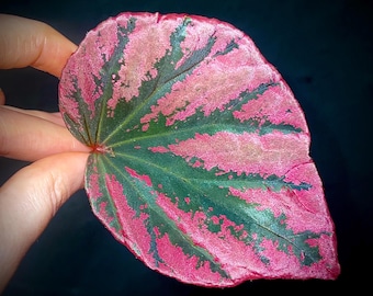 LEAF CUTTING Begonia Botanicaz 15 ‘Snowberry’