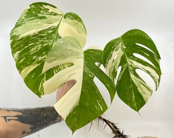 Variegated Monstera Albo (cutting only)