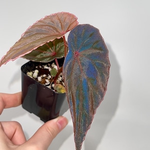Begonia Sp Sarawak Hybrid - Etsy