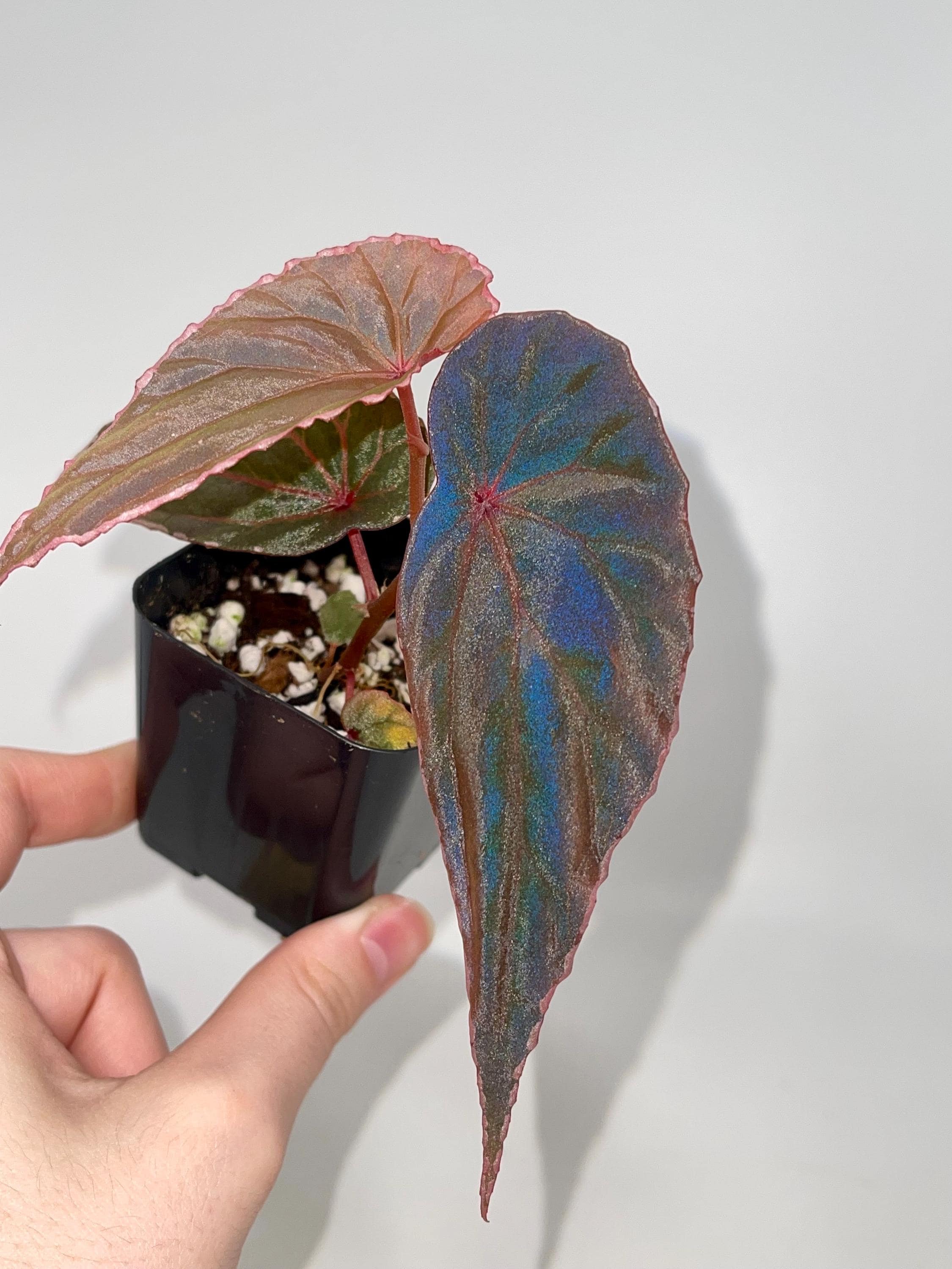 Begonia Sp Sarawak Hybrid - Etsy