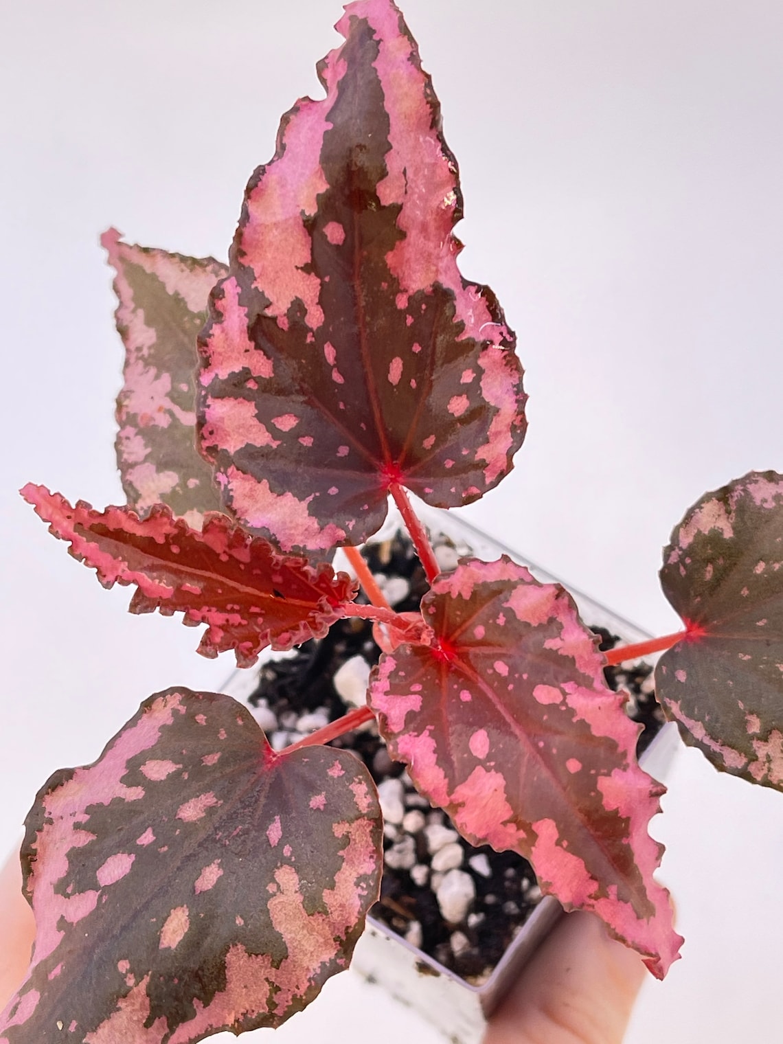 READY SOON Begonia Botanicaz 19 ‘pink Flame’ - Etsy