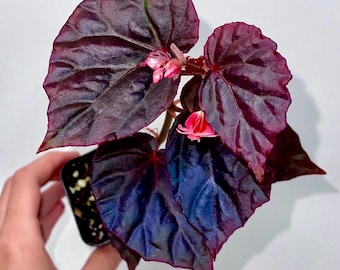 One FREE Per Item Purchased Begonia Botanicaz 101 V.2