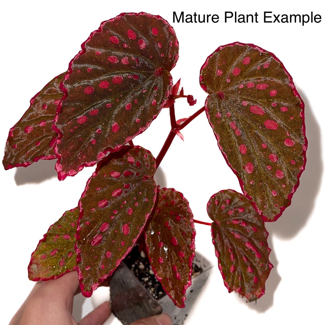 READY SOON Begonia Botanicaz 44 - Etsy