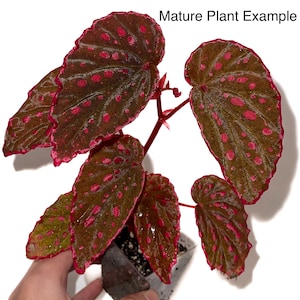 May include: A mature begonia plant with dark green leaves with red spots and a red border. The plant is in a small black pot. "Mature Plant Example" is written in white text at the top of the image.