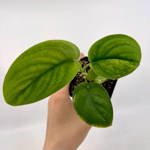 Possibly Reverted Variegated Jade Scindapsus (Can acclimate to house conditions)