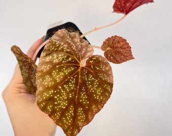 Begonia ‘Botanicaz 45’ Bronze Form