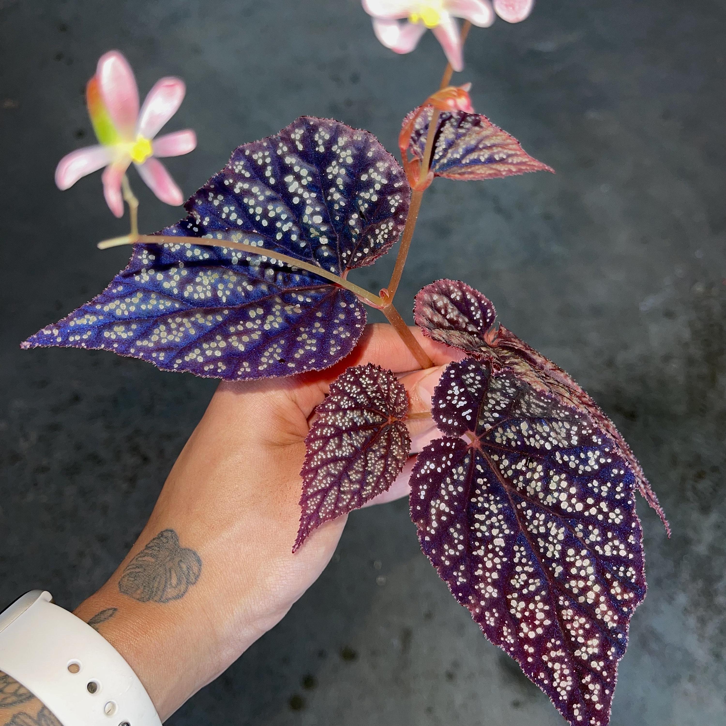 Begonia Botanicaz 45 V.2 (small) (can Acclimate to House