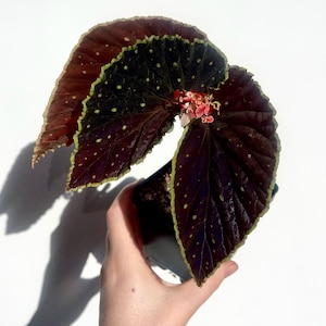 Begonia Botanicaz 56 V.3