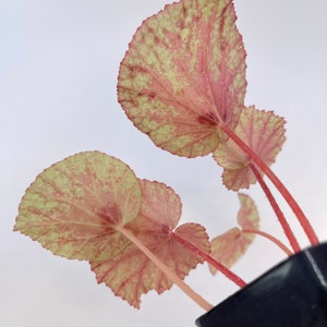 Begonia rubiteae x Begonia amphioxus Hybrid image 4