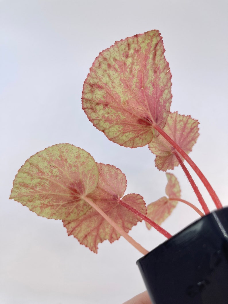 Begonia rubiteae x Begonia amphioxus Hybrid image 4