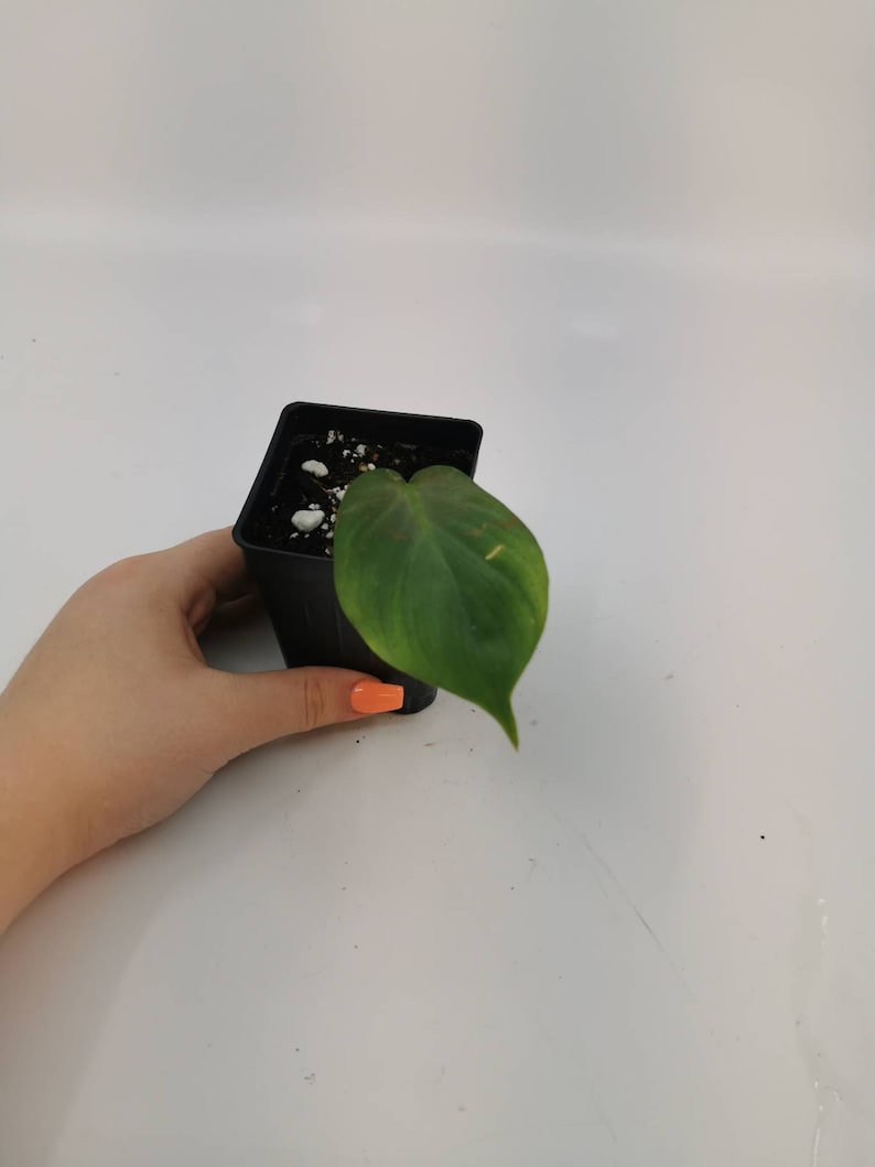 Philodendron Camposportoanum Etsy