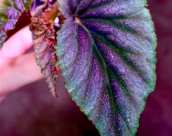 One FREE Per Item Purchased READY SOON Begonia sp. Bortonae