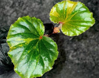 TOP CUTTING Begonia Cucullata Variegated Non-Exact