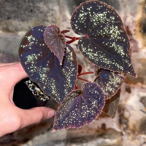 Begonia Botanicaz 51 (Can acclimate to house conditions) (Fragrant Blooms)