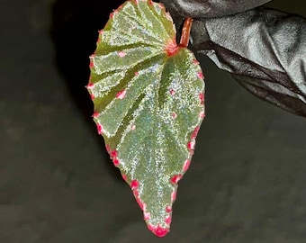 LEAF CUTTING Begonia Botanicaz 44 V.2 (Dark)