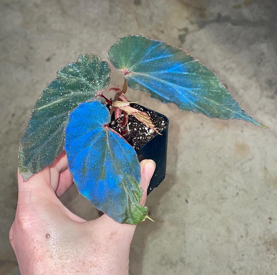 READY SOON Begonia Sp. Lampung Sumatra (blue Velvet) - Etsy