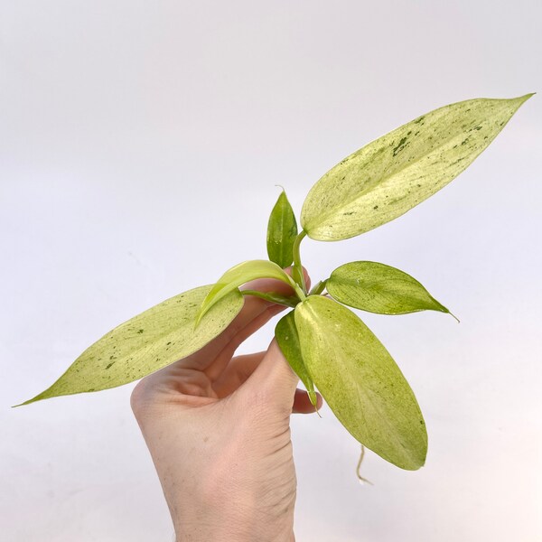 Philodendron ‘Wipple Way’ (CUTTING ONLY)