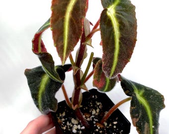 Reverted Variegated Begonia sp. Listada (Non-Exact)