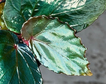 PROPAGATE TO ORDER Begonia kapuashuluensis (fka sp. Temuyuk)(Non-Exact)