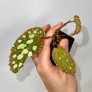 May include: A close-up of a Begonia plant with large, textured leaves. The leaves are a deep green with white spots and red stems. The plant is in a small black pot and held by a hand.