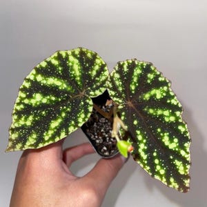 May include: A small green and white spotted houseplant with two leaves in a black pot.