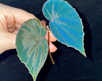 TOP CUTTING Begonia Botanicaz 272