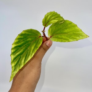 May include: A close-up of a green and yellow begonia plant with red stems. The plant has three leaves and is being held by a hand.