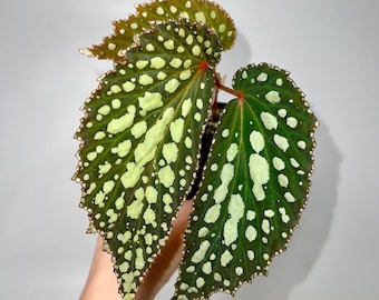 One FREE Per Item Purchased Begonia Botanicaz 222 V.1