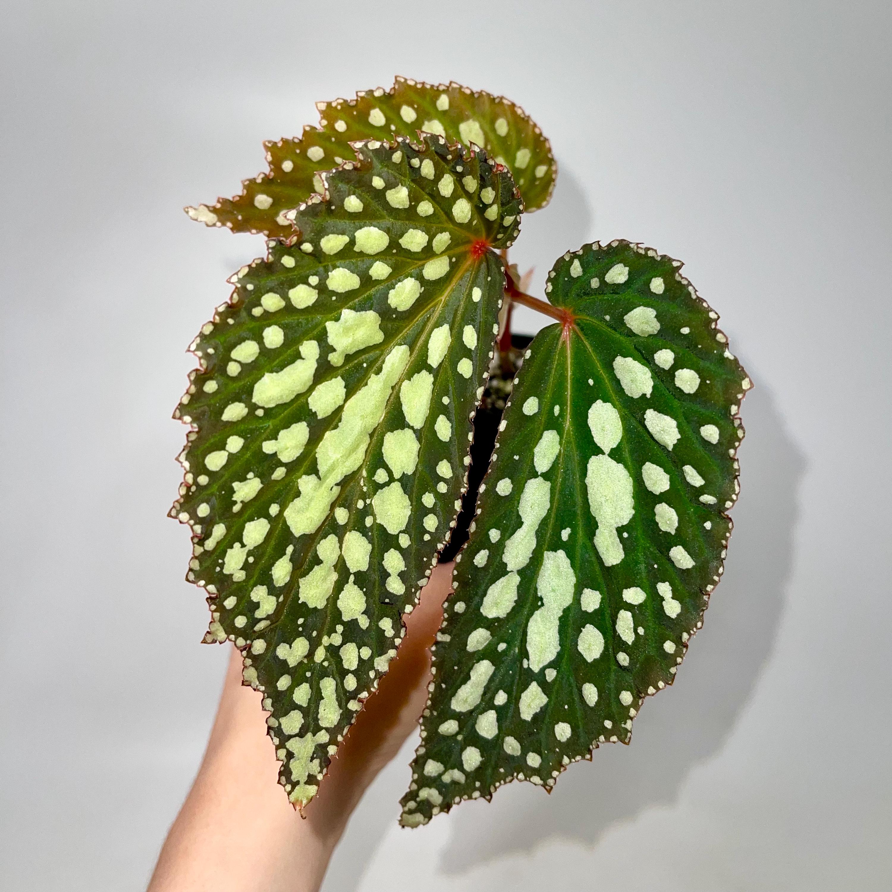 Begonia Botanicaz 222 V.1 - Etsy
