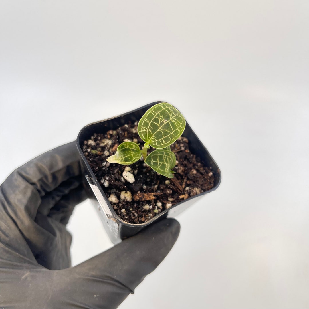 Macodes Petola lightning Bolt Jewel Orchid Rooting CUTTING Etsy