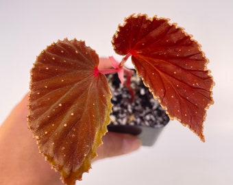 Begonia ‘Botanicaz 56’