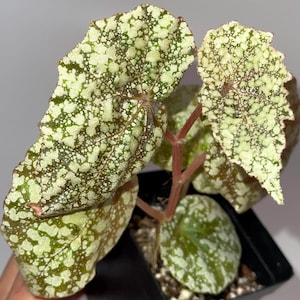 One FREE Per Item Purchased Begonia Botanicaz 36 ‘Diamond Drip’ (Can acclimate to house conditions)