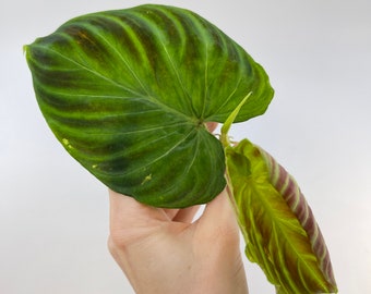 One FREE Per Item Purchased TOP CUTTING Philodendron verrucosum (Can acclimate to house conditions)