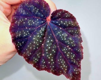LEAF CUTTING Begonia Botanicaz 45 V.1 (Can acclimate to house conditions)