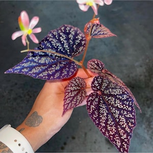 May include: A close-up of a begonia plant with dark purple leaves with silver speckles and pink flowers.
