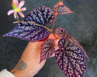 READY SOON Begonia Botanicaz 45 V.2 (Can acclimate to house conditions)