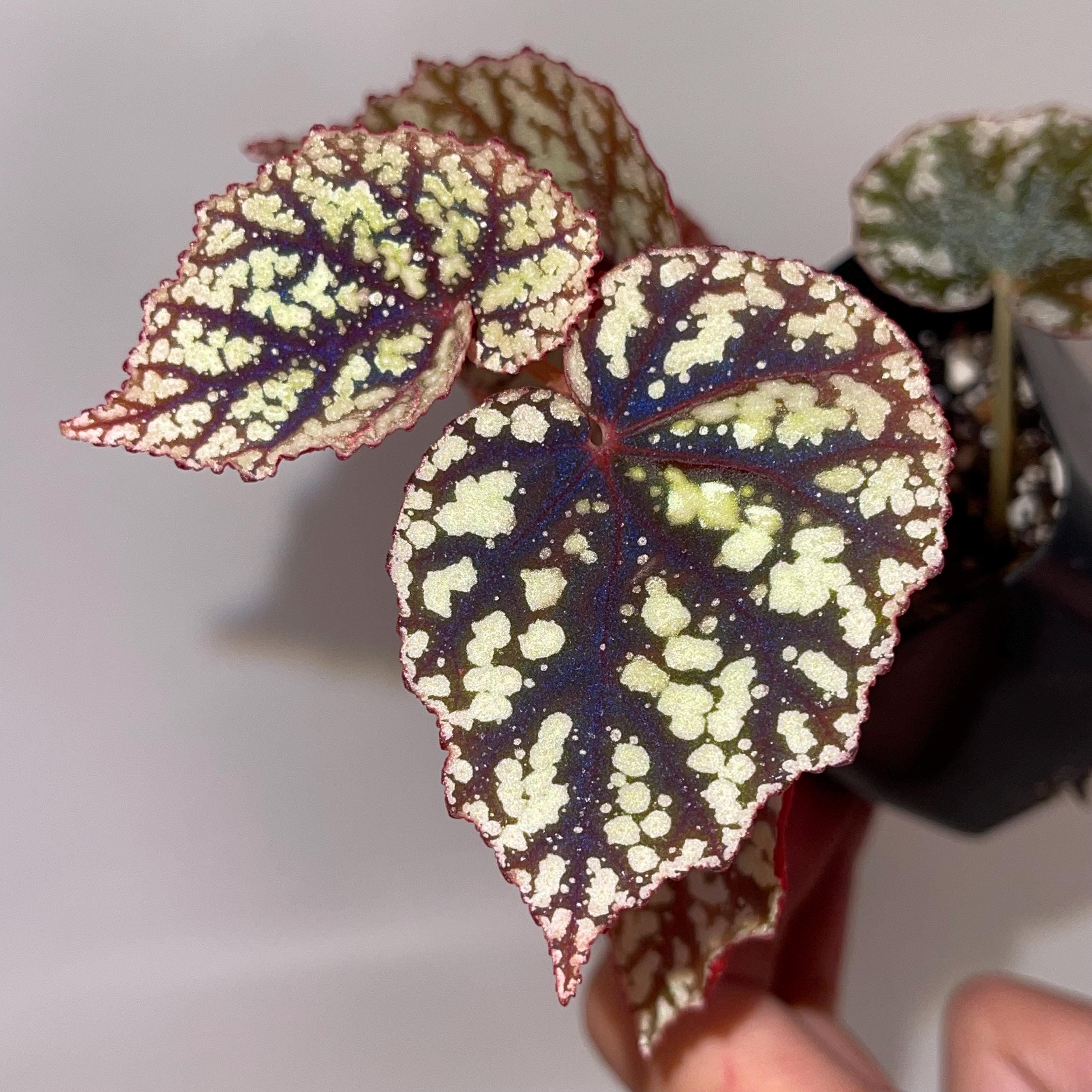 Begonia Botanicaz 145 (can Acclimate to House Conditions) - Etsy