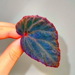 May include: A single leaf with a heart shape, featuring a deep blue-green center and a vibrant red-purple edge. The leaf's veins are clearly visible, creating a textured appearance. The leaf is held between fingers against a light gray background.