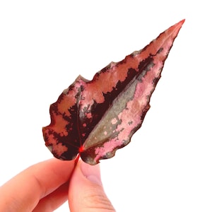 LEAF CUTTING Begonia Botanicaz 19 'Pink Flame'