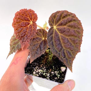 Begonia ‘Ruby Dragon’