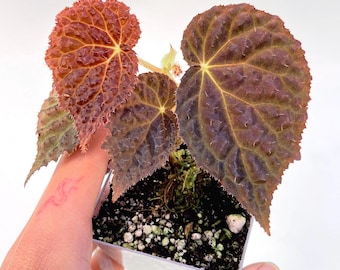Begonia ‘Ruby Dragon’